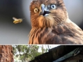 Astonished animals