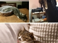 Cats too tired to care