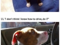 Cute pit bull puppies