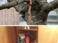 Cats caught red-pawed