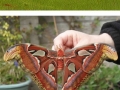 Incredible caterpillars