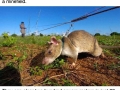 Rats are saving lives