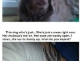 Dogs know how you feel