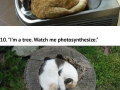 Super cosy cats