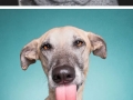 Expressive dog portraits