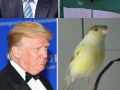 Donald Trump lookalikes
