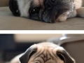 Extremely sad pugs