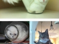 Cats are liquid