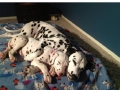 Old dogs welcome new dogs
