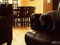 Puppy couch jump fail