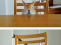 Bunny has height issues