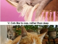 Cat facts