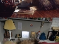 Family living with a lion