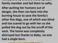 Hero dog