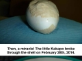 Rare Kakapo egg