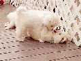 Puppy love