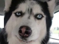 Dog has best expressions