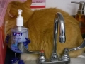 Cats at the vets