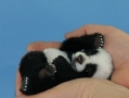 Baby Panda