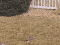 Rabbit duel