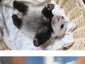Newborn pandas