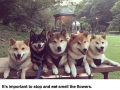 Doge family