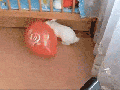 Rabbit pops balloon