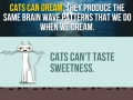 Cat facts