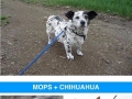 Dog cross-breeds
