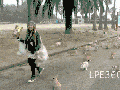 Rabbit Island in Japan