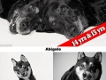 Dog years