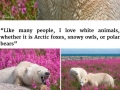 Polar bears playing in fields