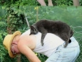 Cat logic