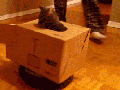Roomba cat tank