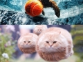 Hovercat to base