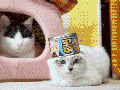 Saucy cat says no