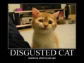 Disgusted cat
