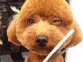 Dog getting a haircut