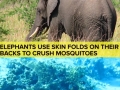 Useless but awesome facts