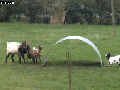Goats just wanna have fun