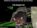 Unusual cat species