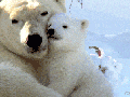 The natural love bond