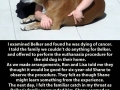 A dog's purpose