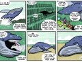 Whales