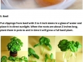 Vegetables that regrow