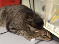 Animals at the vets