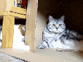 The Shining by cats