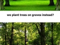 Plant trees on graves