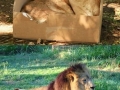Cats and their boxes