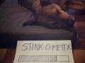 What my dog wants